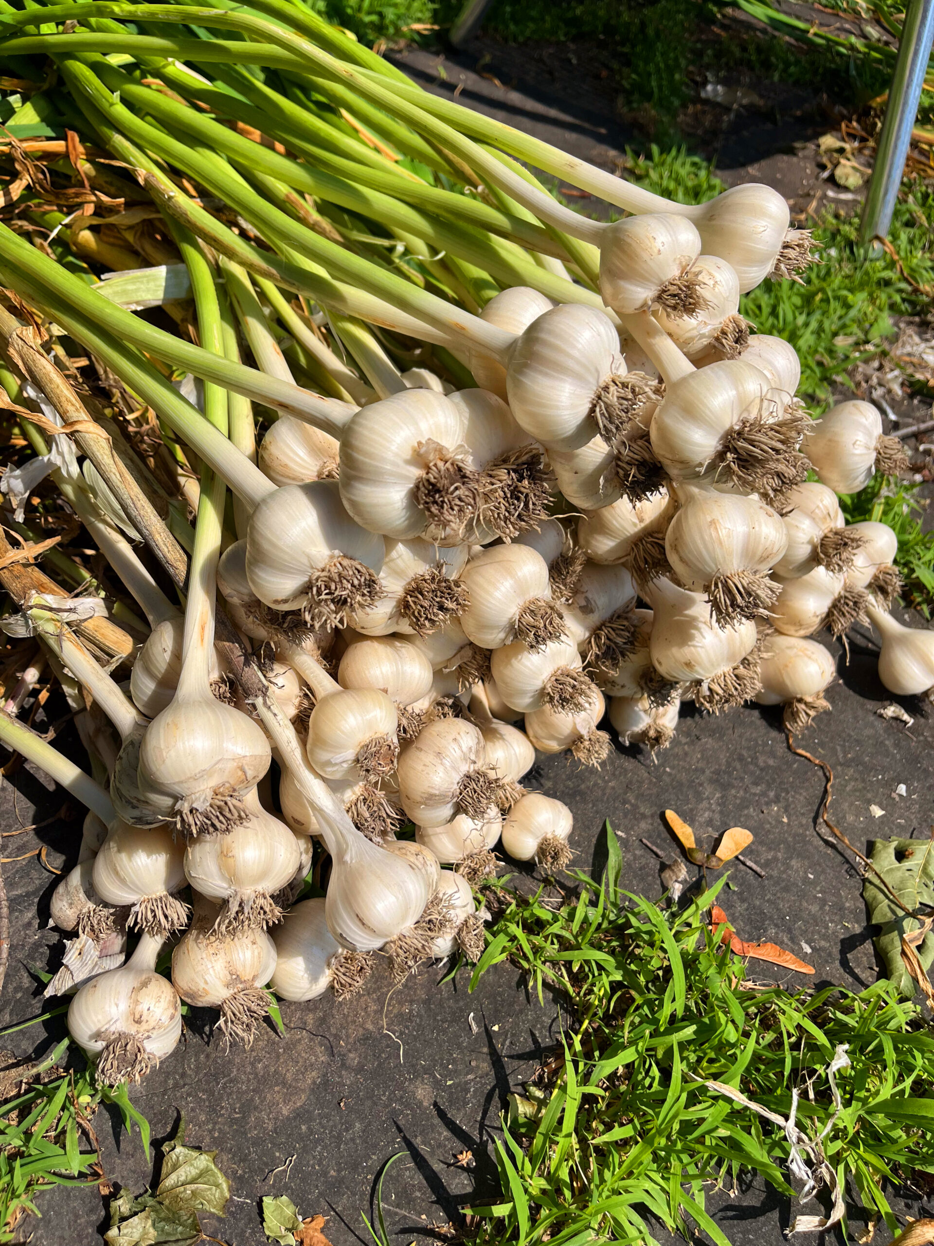 Kingston Hard Neck Garlic